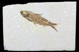 Detailed Fossil Fish (Knightia) - Wyoming #99228-1